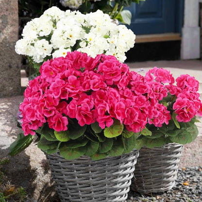 💐2025 Hot Sale✨UV-Resistant Lifelike Artificial Geraniums